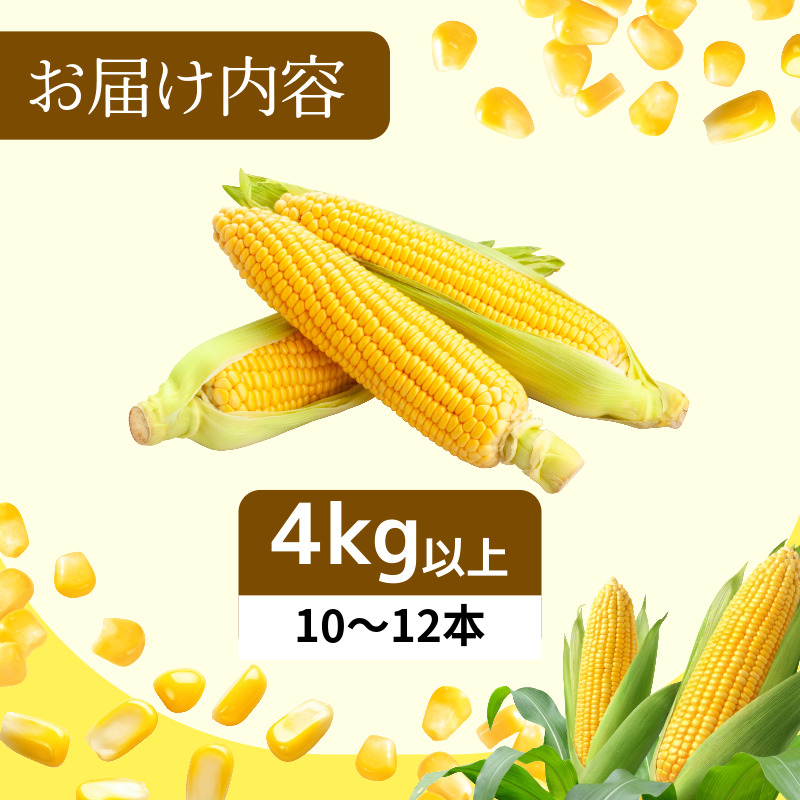 【6月下旬より順次発送】とうもろこし ゴールドラッシュ 4kg以上 選べる 容量 厳選 新鮮 甘い 生 国産 野菜 スイートコーン バーベキュー BBQ コーン 旬 徳島県