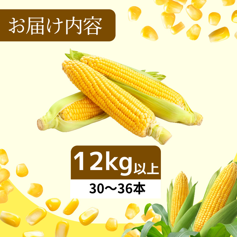 【6月下旬より順次発送】とうもろこし ゴールドラッシュ 12kg以上 選べる 容量 厳選 新鮮 甘い 生 国産 野菜 スイートコーン バーベキュー BBQ コーン 旬 徳島県