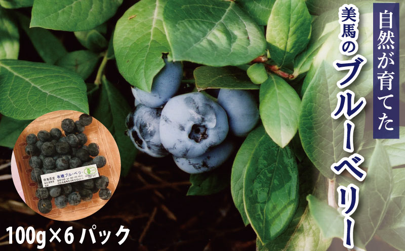 ブルーベリー 大粒 600g 100g × 6パック 6月から 発送 果物 フルーツ デザート 旬 新鮮 季節 夏 人気 ケーキ おすすめ ギフト プレゼント 贈答 贈り物 家庭用 期間限定 送料無料 美馬 徳島