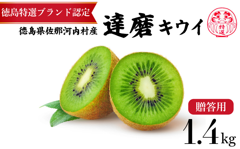 【1月下旬より順次発送】 達磨キウイ 8玉 1.4kg きうい キウイ フルーツ 果物 くだもの お取り寄せ 人気 おすすめ 徳島県 送料無料 徳島青果