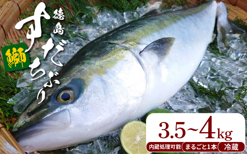 ぶり ラウンド すだちぶり 丸ごと1本 約3.5kg~4kg 冷蔵 徳島 養殖 ブランド鰤 鰤 ブリ お正月 buri 豪華 海鮮 魚 ふるさと納税