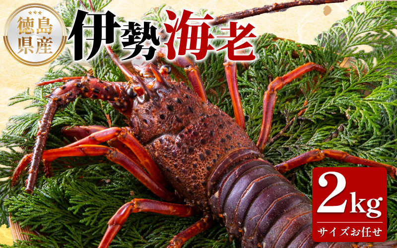 伊勢海老 2kg サイズ お任せ えび エビ 高級 伊勢 伊勢えび 鮮魚 海鮮 魚介 刺身 焼き物 汁物 イセエビ 海老 正月 おせち ギフト 贈答 贈り物 祝い 歳暮 中元 年末 年始 ebi 徳島 阿南 【年末年始 発送対応可能です！】
