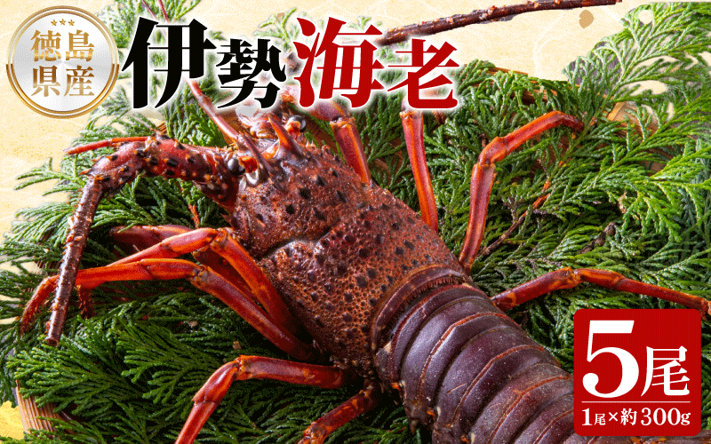  伊勢海老 300g 5尾 《徳島の伊勢海老は身詰まりが良い！》 えび エビ 高級 伊勢 伊勢えび 鮮魚 海鮮 魚介 刺身 焼き物 汁物 イセエビ 海老 正月 おせち ギフト 贈答 贈り物 徳島 阿南 【年末年始 発送対応可能です！】