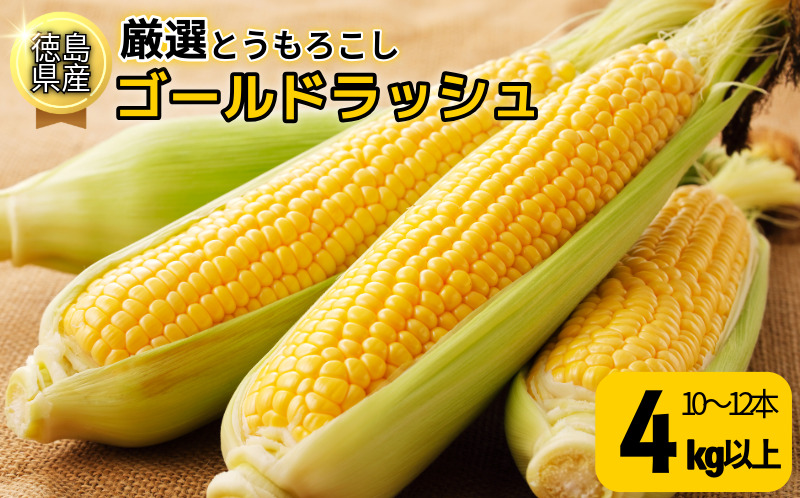 【6月下旬より順次発送】とうもろこし ゴールドラッシュ 4kg以上 選べる 容量 厳選 新鮮 甘い 生 国産 野菜 スイートコーン バーベキュー BBQ コーン 旬 徳島県