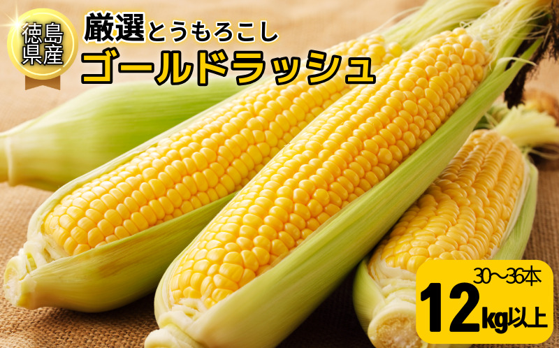 【6月下旬より順次発送】とうもろこし ゴールドラッシュ 12kg以上 選べる 容量 厳選 新鮮 甘い 生 国産 野菜 スイートコーン バーベキュー BBQ コーン 旬 徳島県