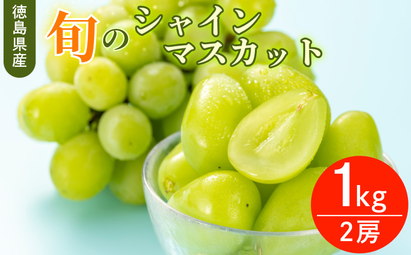 シャイン マスカット フルーツ 果物 2房 冷蔵 1kg 種なし 大粒 高級 甘い シャインマスカット ぶどう 産地直送 国産 徳島県 【6月中旬～8月中旬まで順次発送】