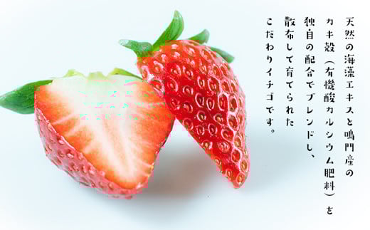 うずしおベリー バスクチーズケーキ 2個セット いちごスイーツ 苺 フルーツガーデンやまがた