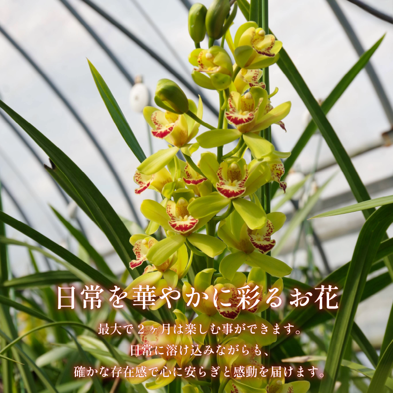 シンビジウム 8～10本 生花 お花 花 シンビジューム 秀品 白、黄色、ピンク