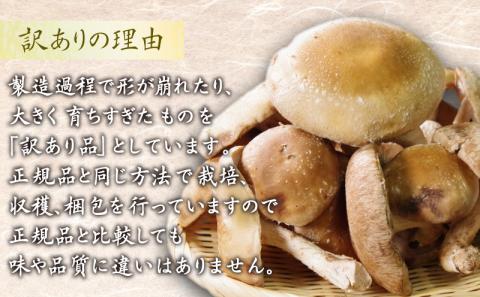 訳あり しいたけ 3kg 冷蔵 国産 徳島県 椎茸 しいたけ きのこ 家庭用 ( 大人気しいたけ 人気しいたけ 絶品しいたけ 至高しいたけ 国産しいたけ 徳島県産しいたけ 徳島県しいたけ )