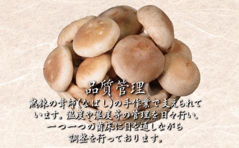 しいたけ 1kg 冷蔵 国産 徳島県 椎茸 きのこ 家庭用 おかず ( 大人気しいたけ 人気しいたけ 絶品しいたけ 至高しいたけ 国産しいたけ 徳島県産しいたけ 徳島県しいたけ しいたけ )
