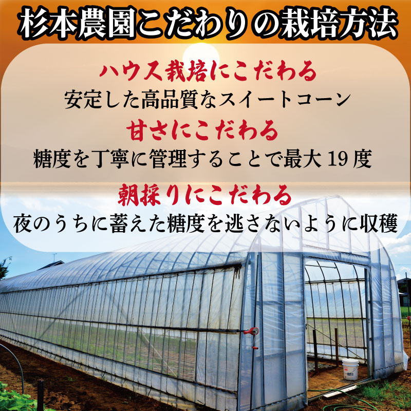 【先行予約】 とうもろこし 甘い スイートコーン みらい 2kg 以上 来年度先行予約 【2026年5月頃~6月頃出荷】朝採れ 高糖度 夏野菜 新鮮 農家 直送