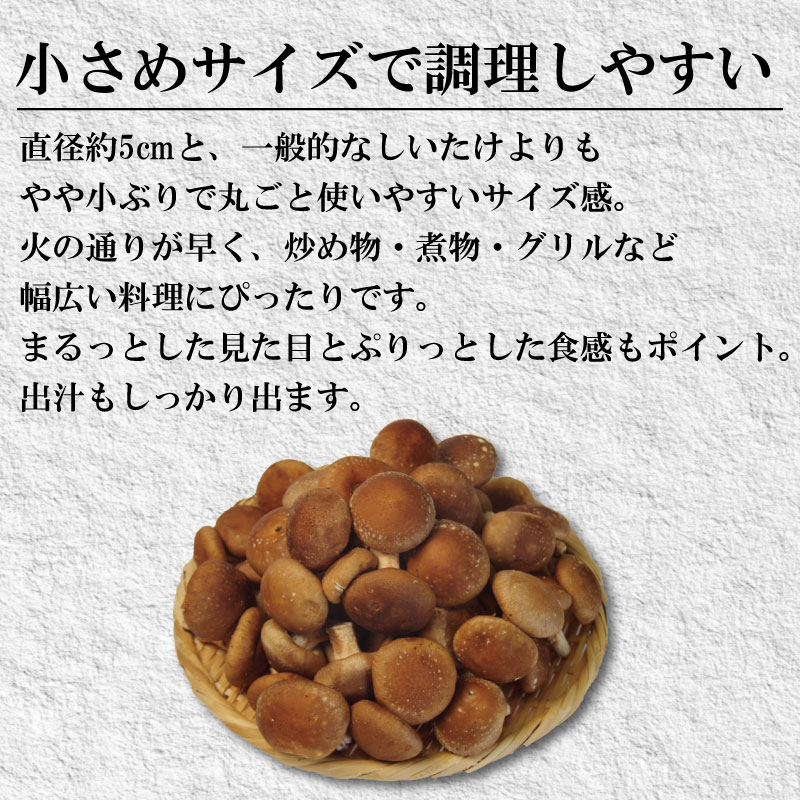 しいたけ 生 1.5kg 徳島県産 国産 きのこ 茸 菌床椎茸 菌床栽培 菌糸 椎茸 乾椎茸 生しいたけ 野菜 産地直送 乾物 ビタミンD 食物繊維 グアニル酸 低カロリー 健康 ダイエット 美容 出汁 鍋 煮物 味噌汁 うどん 徳島 小松島