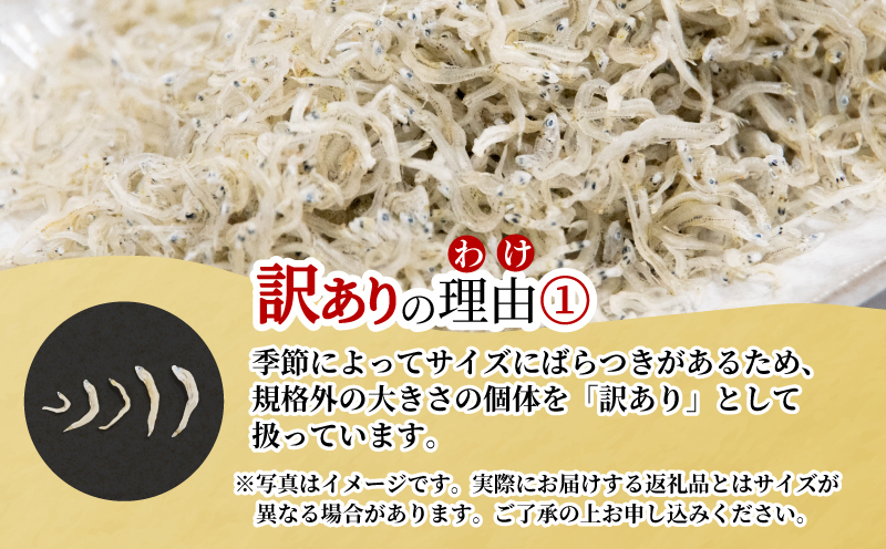訳あり ちりめん 1kg しらす干し 産地直送 冷蔵 ちりめんじゃこ 魚介 乾物 (大人気ちりめん 人気ちりめん ちりめん 小分けちりめん おつまみちりめん  おかずちりめん 冷蔵ちりめん)