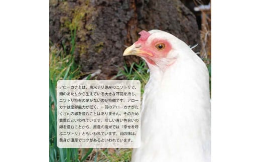 【徳島県産 卵】10個 卵 鶏 アローカナ 鶏卵 最強のTKG 高級 しあわせの青い卵 平飼い 採れたて 希少 国産 | たまご 卵 タマゴ 玉子 エッグ 卵かけご飯 TKG ゆで卵 卵焼き オムライス オムレツ 料理  鶏 ニワトリ 人気 こだわり 四国 徳島 ふるさと納税 幸せ 青 栄養素 ビタミン 有精卵 濃厚  新鮮【送料無料】