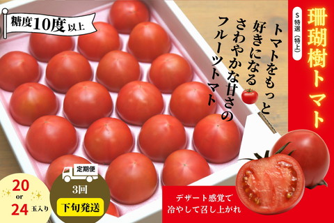 （先行予約）珊瑚樹トマト　S特選 （糖度10度以上）【定期便3回　下旬発送コース】（2023年3月下旬より発送）毎月お届け　フルーツトマト｜とまと 野菜 産地直送 冷蔵便