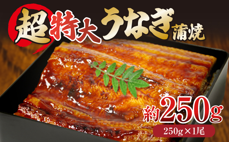 うなぎ 蒲焼き ( 特大 250g×1尾 ) ご飯にかける専用タレ付き！ 冷凍 | うなぎ うなぎ うなぎ うなぎ うなぎ うなぎ 鰻 鰻 鰻 鰻 鰻