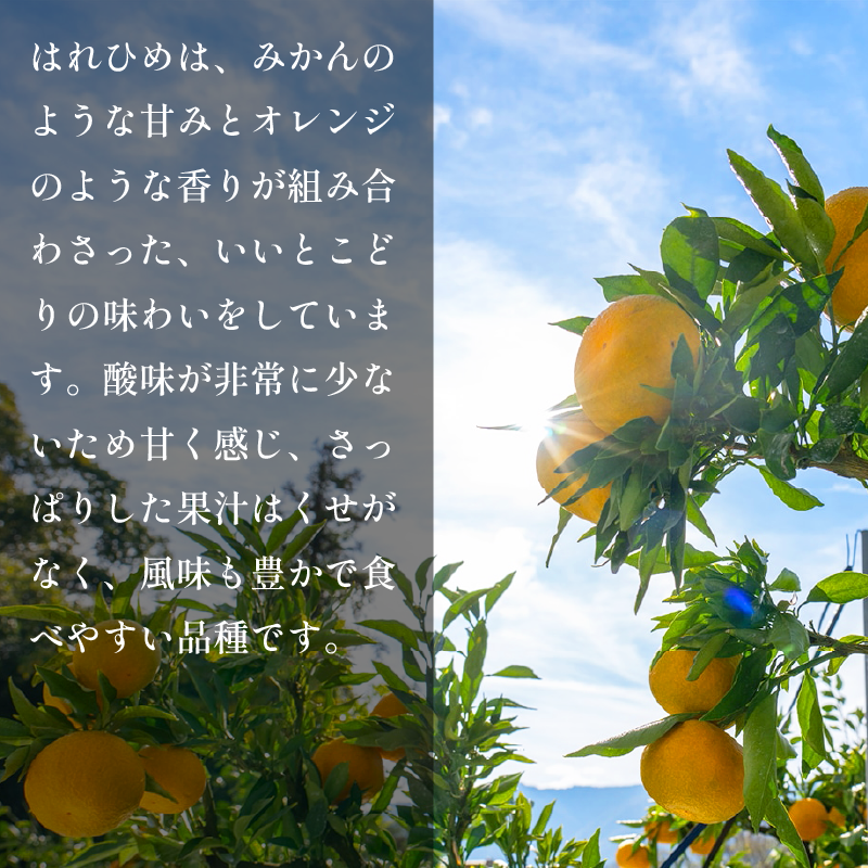 みかん はれひめ 5kg 先行予約