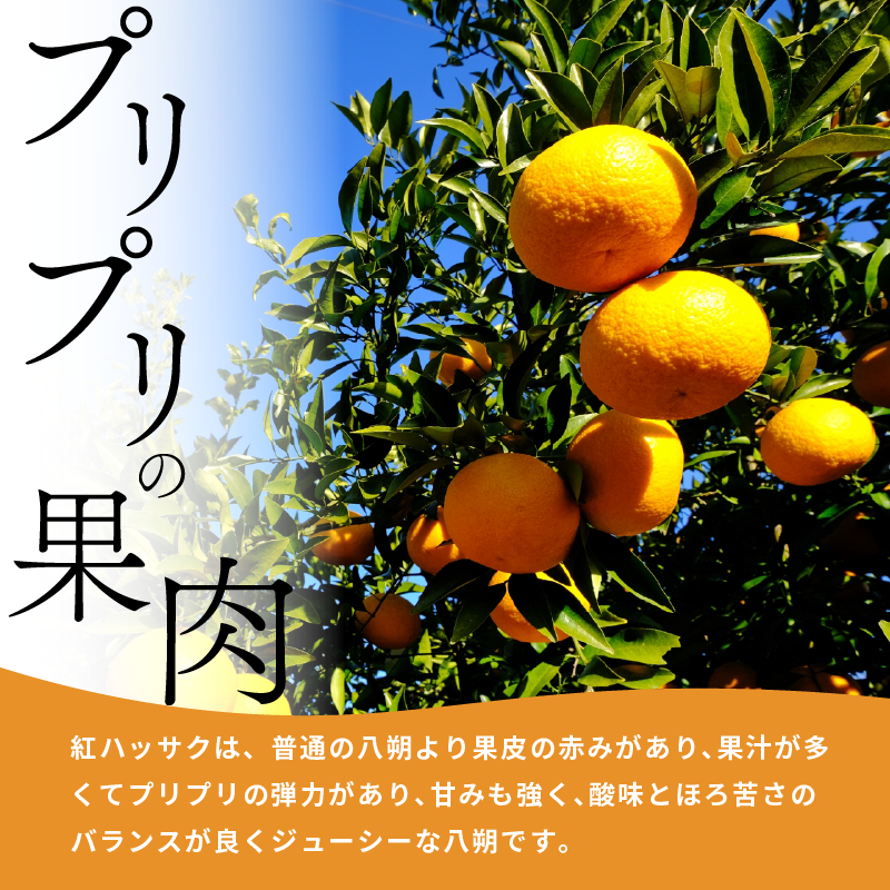 みかん はっさく 10kg 紅はっさく