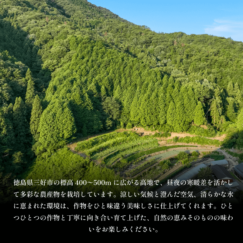 干し芋 500g 小分け 便利 1袋 100g 徳島県産 紅はるか