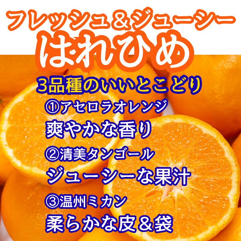 【先行予約】2025年12月解禁日より順次発送！小笠まんまる農園の贈答用『三好・三野産はれひめ（ＳＵＮＳＡＮみかん）2L 15個 化粧箱入り』　※50セット限定