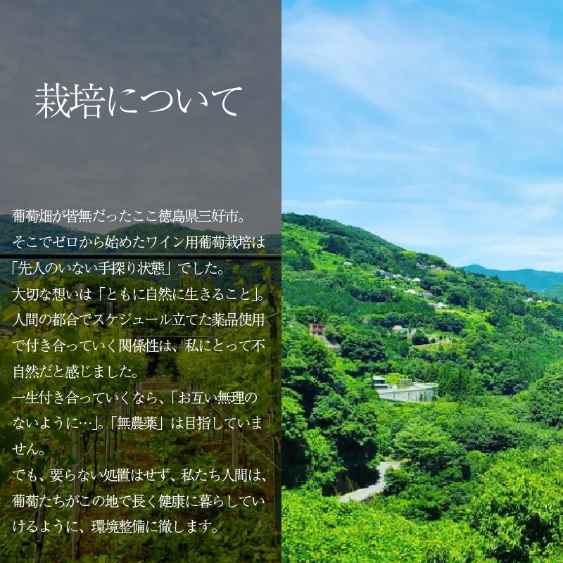 ワイン おまかせ 750ml 2本 セット Natan 葡萄酒 醸造所 酒 国産 国産ワイン 国産 プレゼント 贈答用 ギフト 記念 グルメ 送料無料 徳島県 三好市 みよし ナタン NATAN