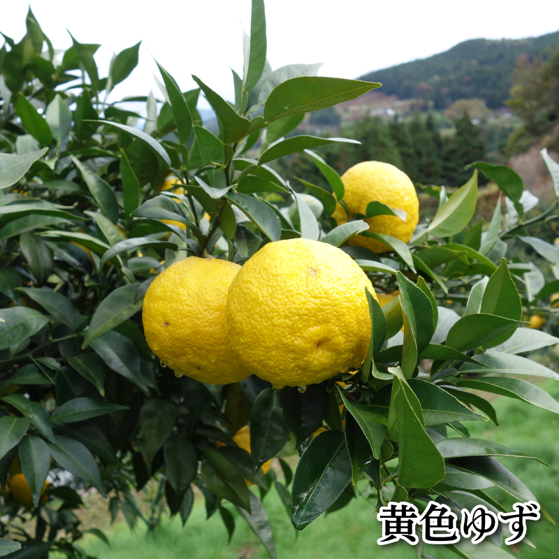 訳あり 有機ゆず 黄色ゆず 良品 5kg
