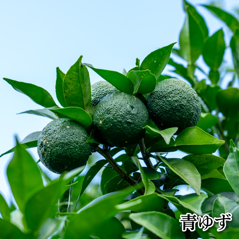 訳あり 有機ゆず 青ゆず 5kg
