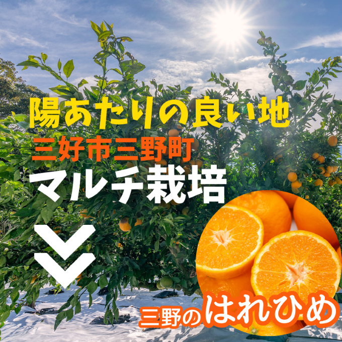 【先行予約】2025年12月解禁日より順次発送！小笠まんまる農園の贈答用『三好・三野産はれひめ（ＳＵＮＳＡＮみかん）2L 15個 化粧箱入り』　※50セット限定