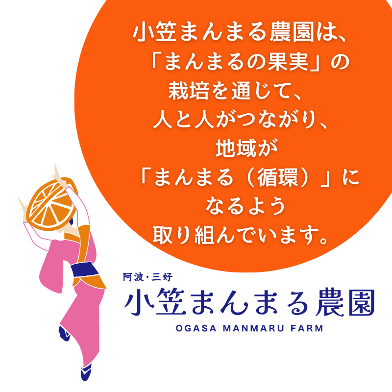 【先行予約】2025年12月解禁日より順次発送！小笠まんまる農園の贈答用『三好・三野産はれひめ（ＳＵＮＳＡＮみかん）2L 15個 化粧箱入り』　※50セット限定