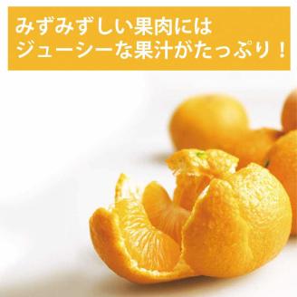 長田農園 早生みかん 秀品 Sサイズ 10kg