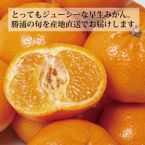 青悦農園 勝浦早生みかん S-LLサイズ 秀品 10kg