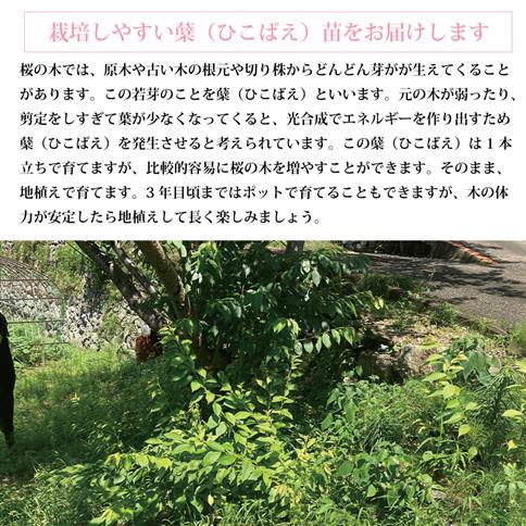 勝浦ひな桜 苗木 1本