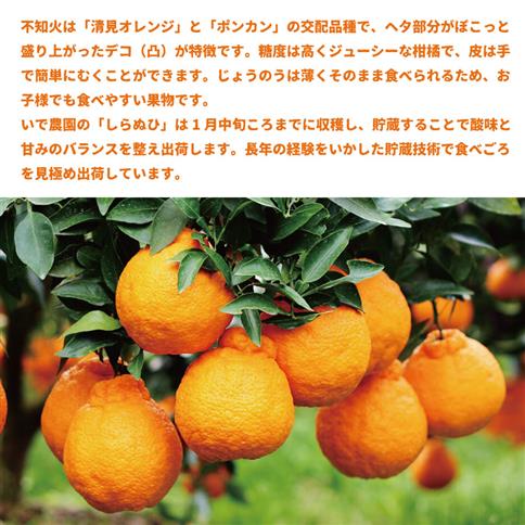 井出農園 訳あり 阿波不知火 サイズ混合 4.5kg