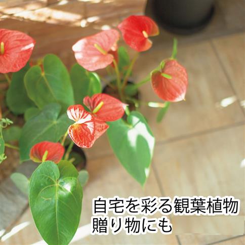 【ピンク】アンスリウム 7号鉢 ピンク