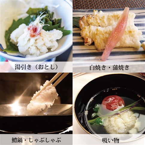 活〆 鱧（はも）切り身【骨切り・カット済】1kg