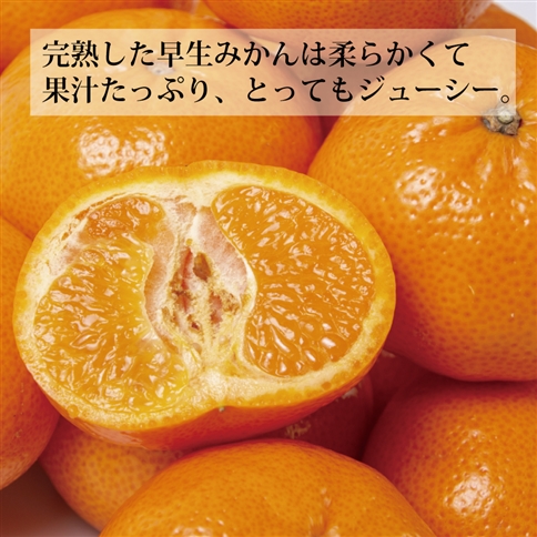 上村農園 訳あり 完熟早生みかん 青秀 S-LLサイズ 10kg