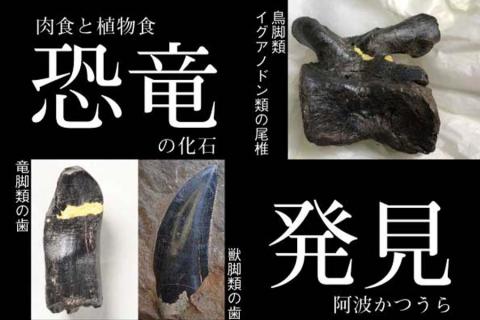 かつうら恐竜サイダー 12本