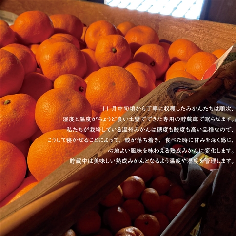 あおとくる 蔵出し熟成みかん 5kg 40玉前後 サイズ混合