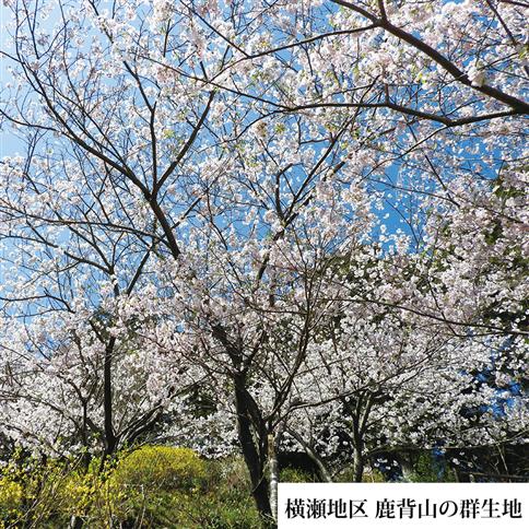 勝浦ひな桜 苗木 1本