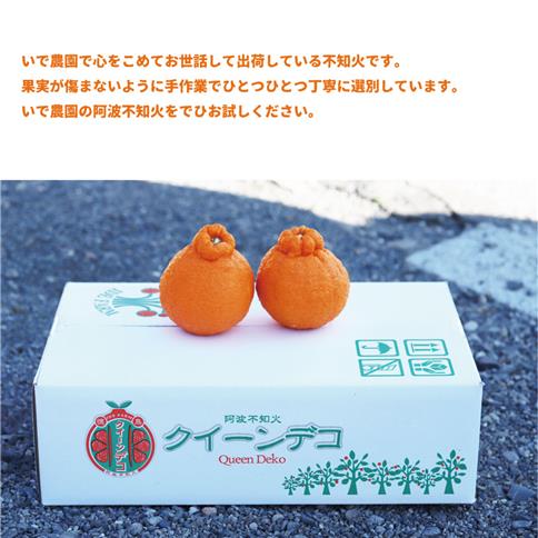 井出農園 贈答用 阿波不知火 約10玉-12玉 4.5kg