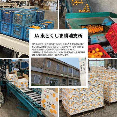  JA東とくしま 勝浦熟成みかん 9kg 大玉サイズ 優品
