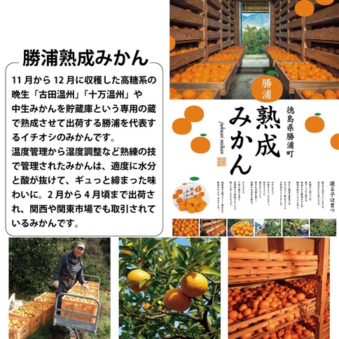 勝浦産みかんストレート 720ml×6本