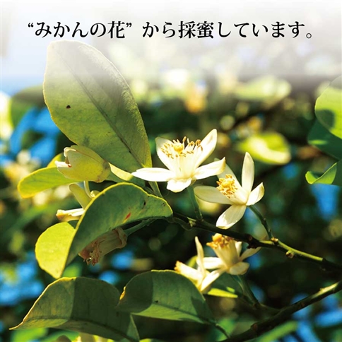 はちみつ太良 600g