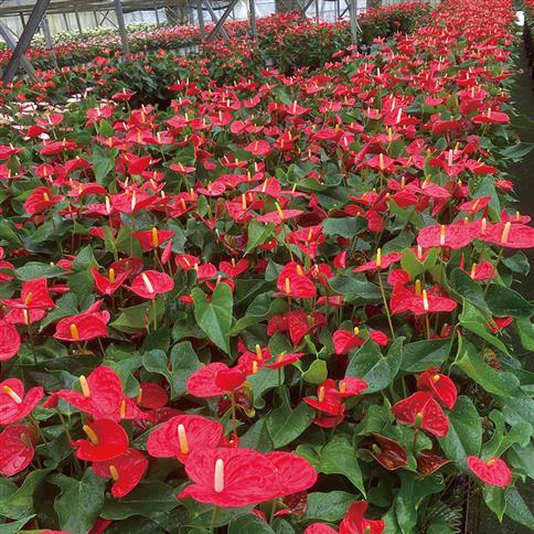 【ピンク】アンスリウム 7号鉢 ピンク