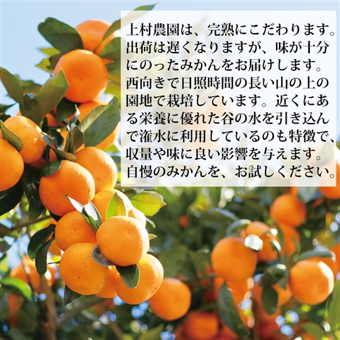 上村農園 訳あり 完熟早生みかん 青秀 S-LLサイズ 10kg