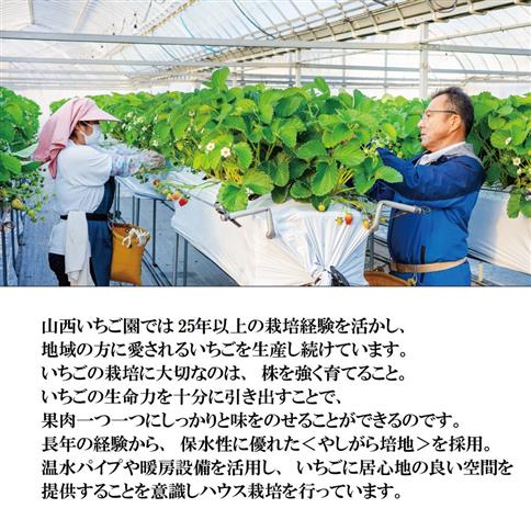 山西いちご園 さちのか 4P
