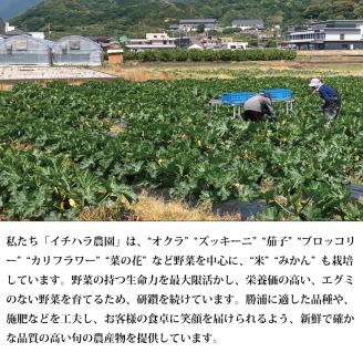 【定期便3回/2か月毎】市原農園 お米と農産物