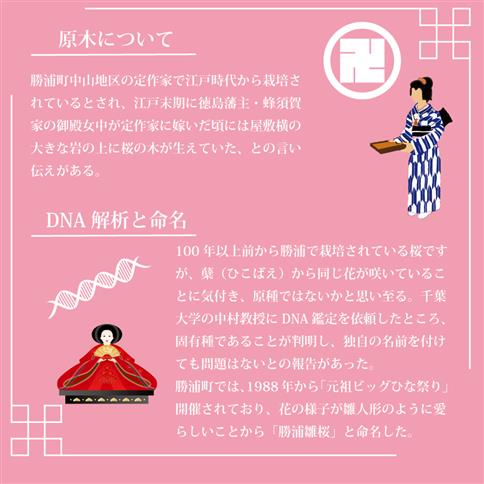 勝浦ひな桜 苗木 1本