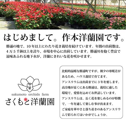 【赤】アンスリウム 7号鉢 赤