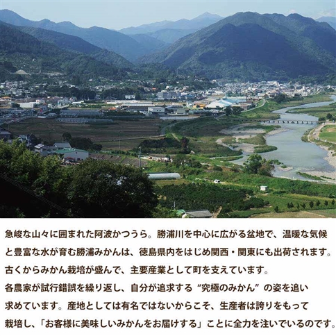 パイロット松下園 勝浦早生みかん SｰLサイズ 秀品 10kg